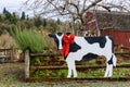 KELSEY CREEK PARK, BELLEVUE, WA/USA Ã¢â¬â DECEMBER 17, 2020: Life size decorative cow with red holiday ribbon around itÃ¢â¬â¢s neck